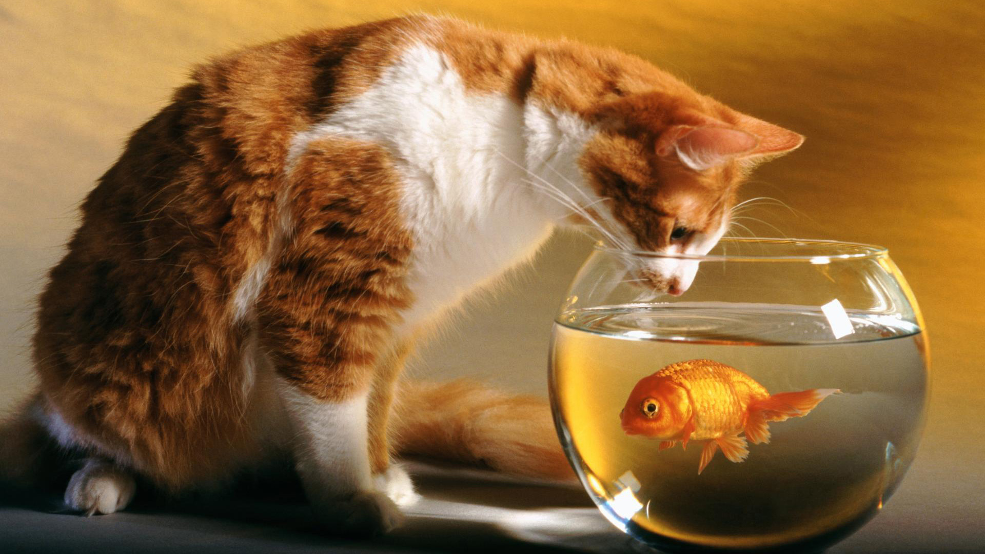 Cat and Fish3701817034 - Cat and Fish - Prowling, Fish